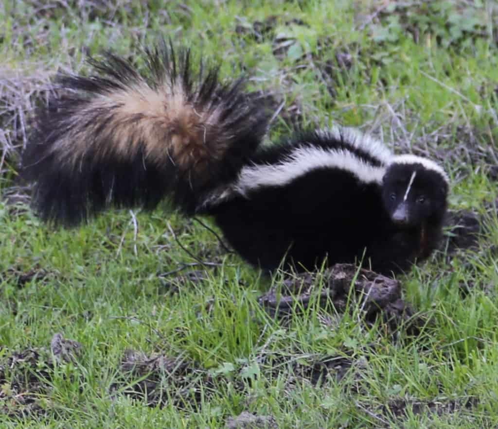 Texas Skunks Identify Skunk Species: Striped, Spotted, Hognosed, and Hooded Skunks ...