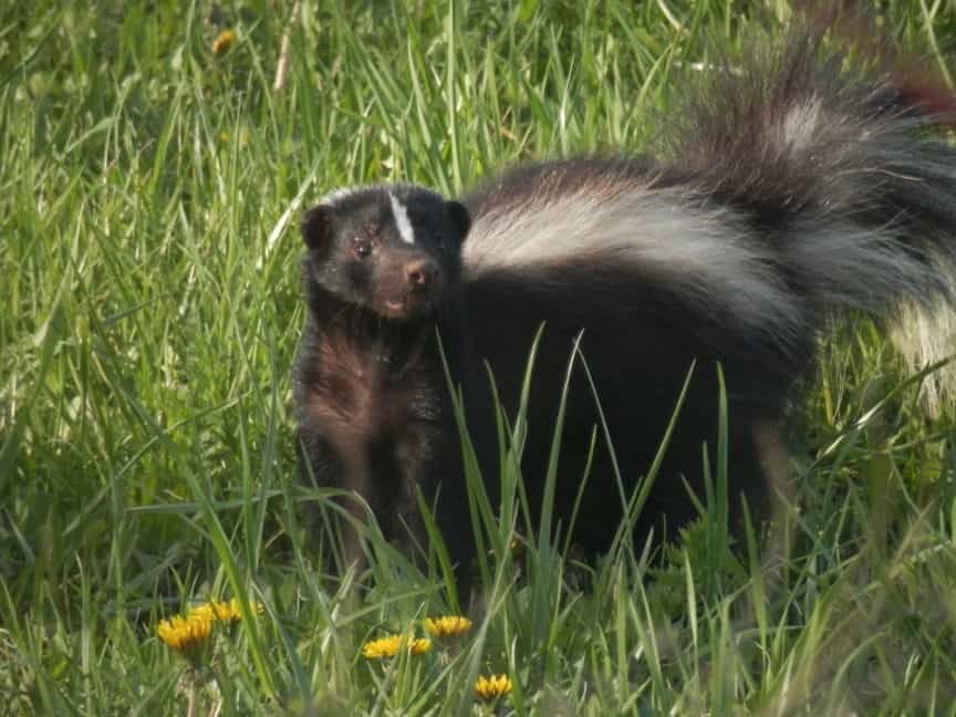 Why is a Skunk Digging up My Lawn? - BackyardCritter