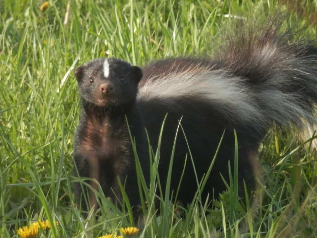 Why is a Skunk Digging up My Lawn? - BackyardCritter