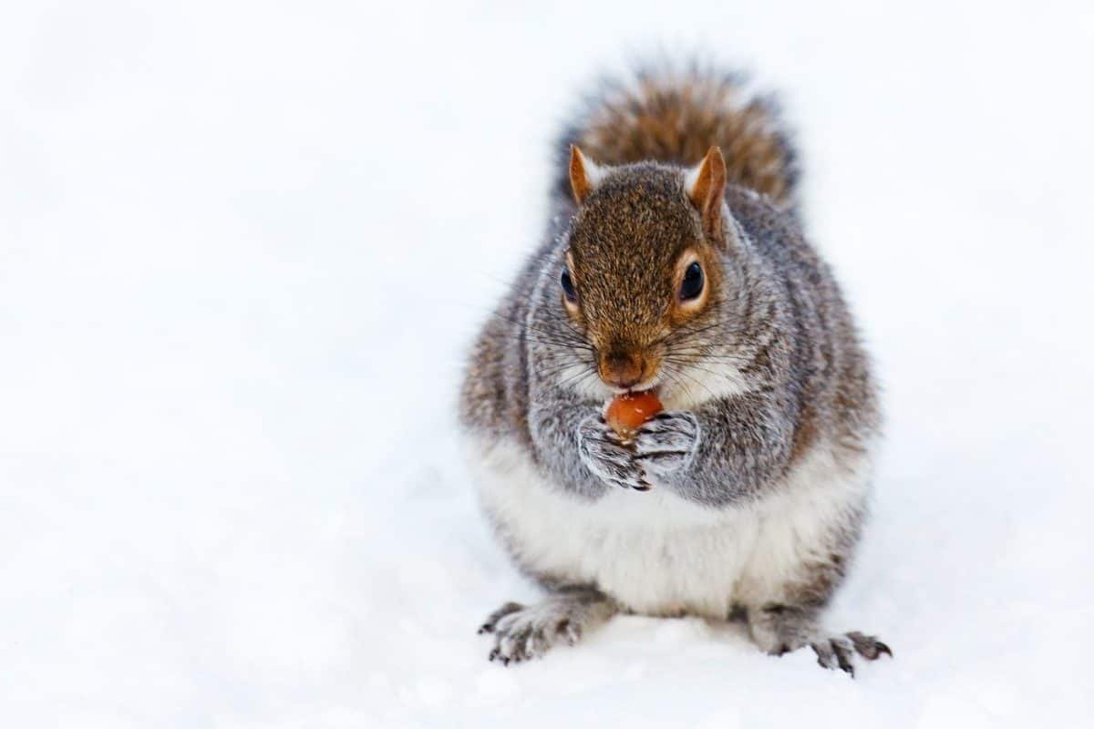 How Do Tree Squirrels Survive Winter