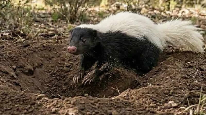 identify skunk species, hognosed skunk identification