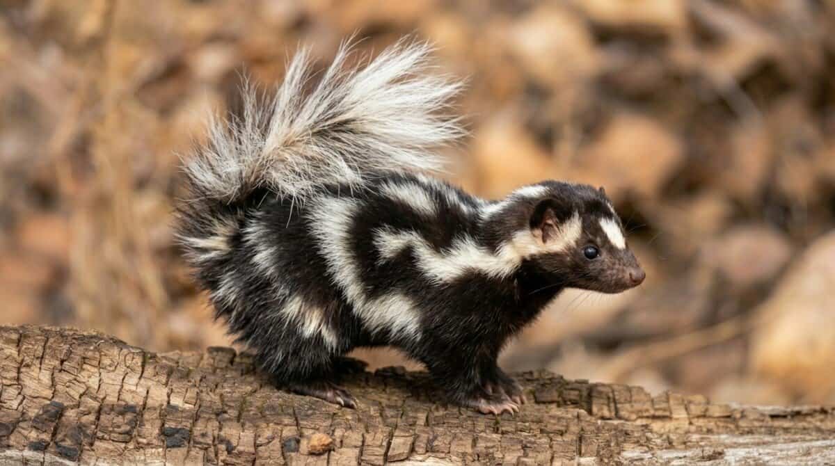 identifiy skunk species, spotted skunk, identifying skunks